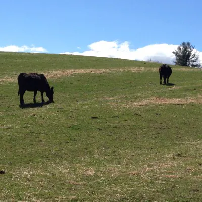 Cows grazing in a green pasture