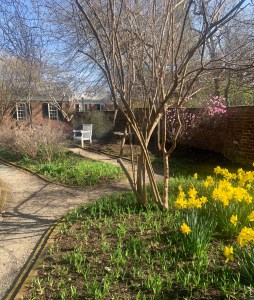 A garden path and blooming daffodils at the University of Virginia