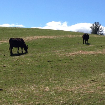 Cows grazing in a green pasture