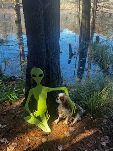 A small spaniel sitting beside a green alien cutout in the woods